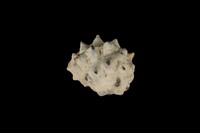 藏品(紫口岩螺)的圖片